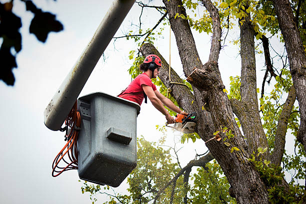 How Our Tree Care Process Works  in Kidron, OH